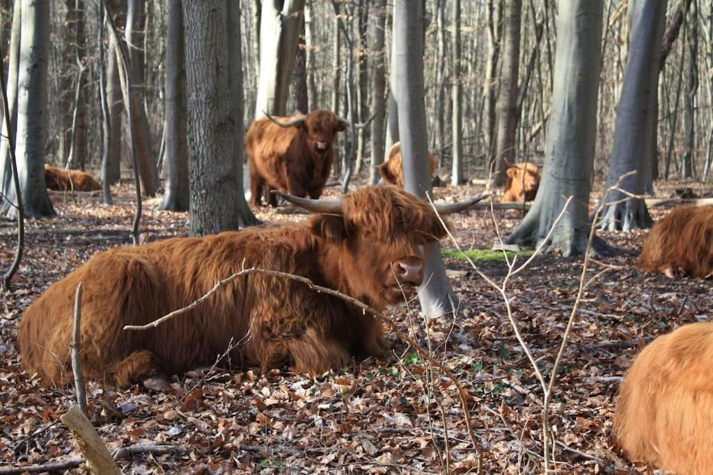 De Bosrand Grenzend Aan Het Bos Villa Castricum Luaran gambar