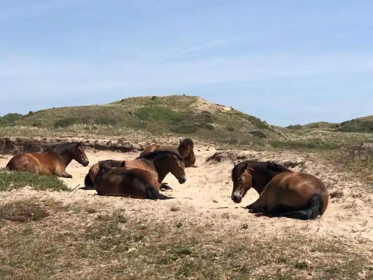 De Bosrand Grenzend Aan Het Bos Villa Castricum Luaran gambar