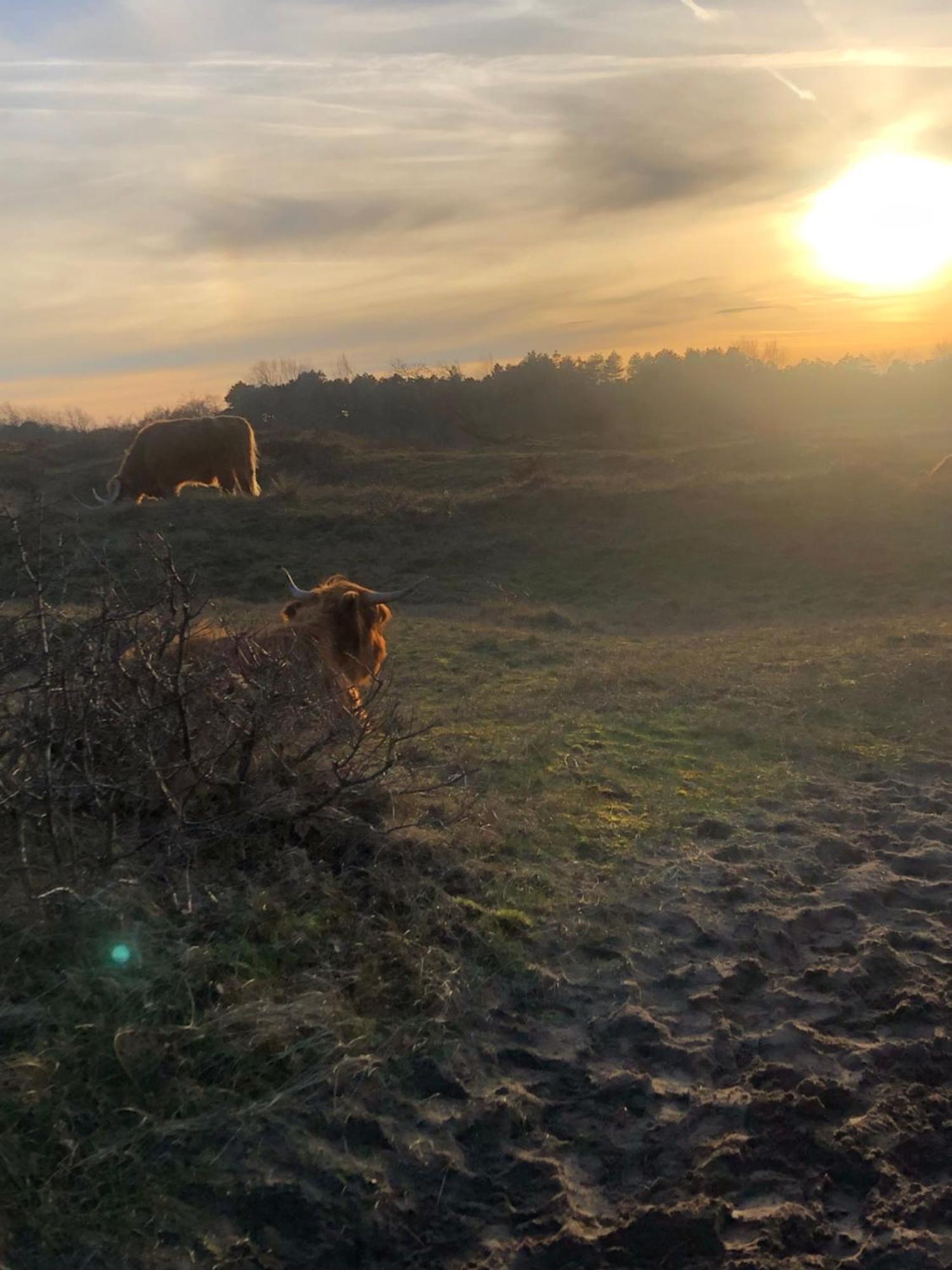 De Bosrand Grenzend Aan Het Bos Villa Castricum Luaran gambar