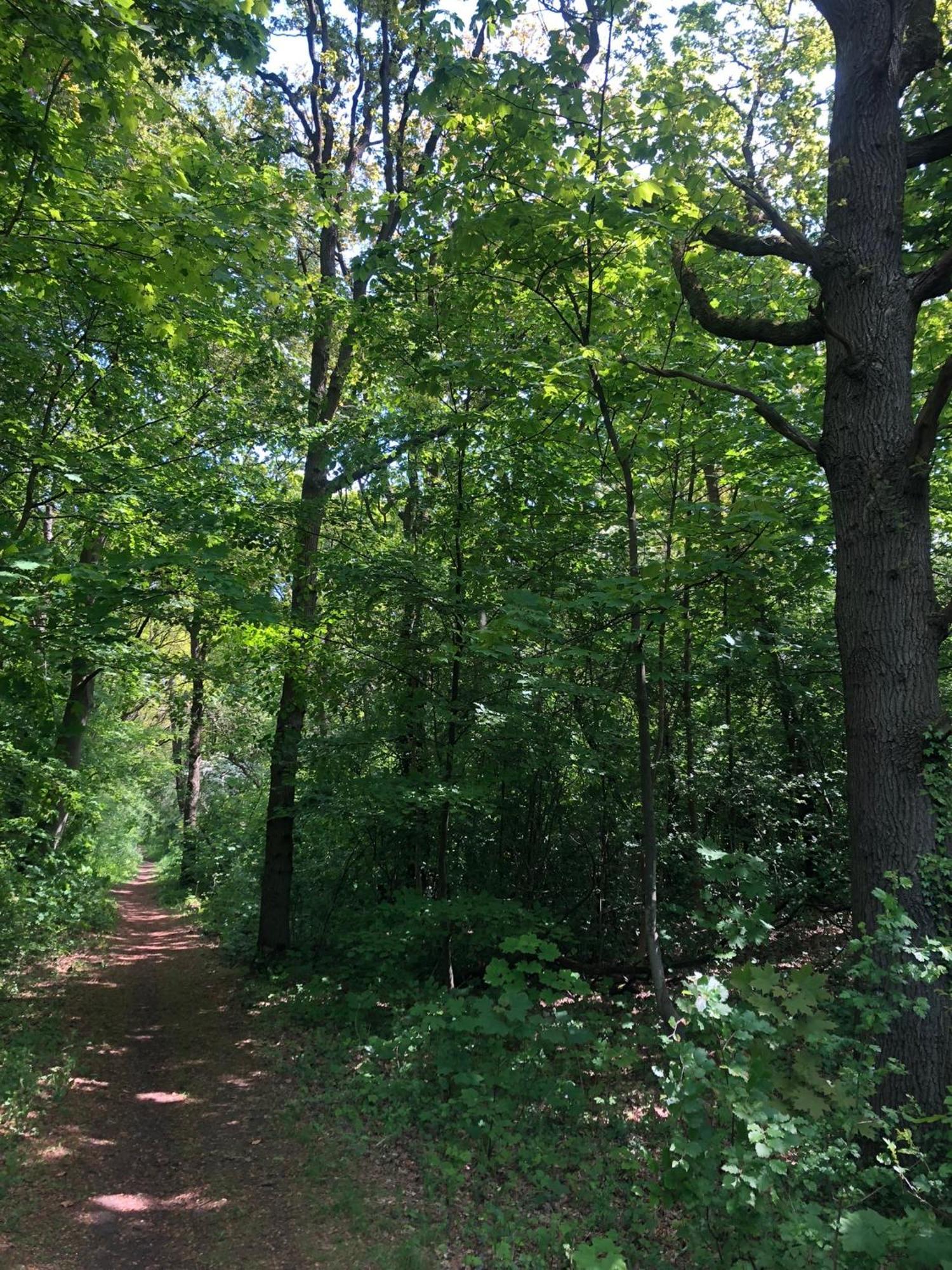 De Bosrand Grenzend Aan Het Bos Villa Castricum Luaran gambar